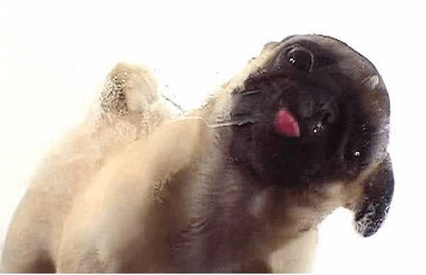 DOG LICKING SCREEN | Cool Screensavers for Windows 10