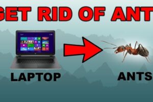 How to Protect Your Laptop from Ants?