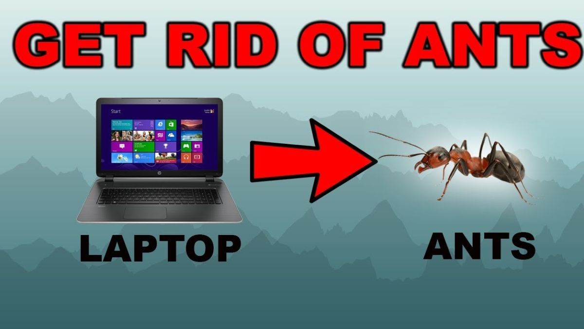 ¿Cómo proteger su computadora portátil de las hormigas?