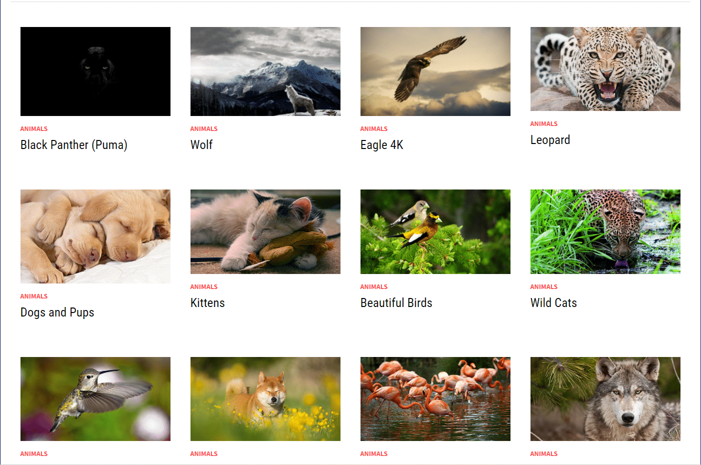category animals | free Windows 10 themes